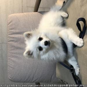 스피츠 주인찾습니다. 김해