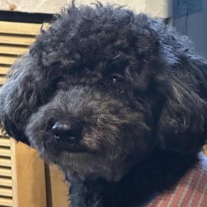 가족(애완견 블랙 푸들)을 찾습니다