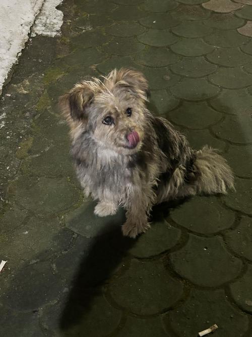 양산 하북면 유기견입니다.