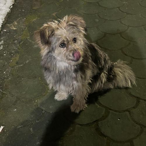 양산 하북면 유기견입니다.