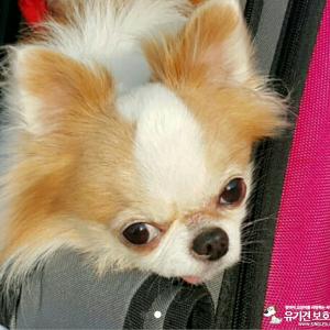 몽이를 찾습니다.