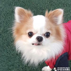 몽이를 찾습니다.