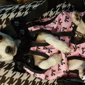 대구 치와와 또치를 찾아요