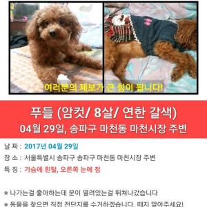 갈색푸들을 잃어버렸습니다
