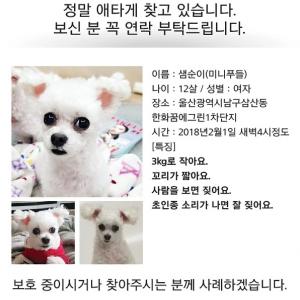 흰색푸들샘순이를찾아요