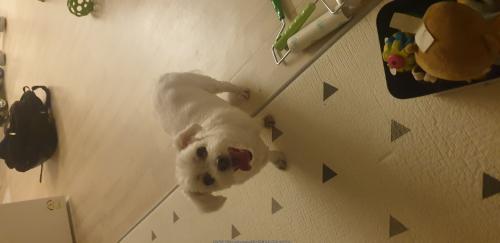 인천 부평 산곡동에서 찾은 아이 보호중입니다.