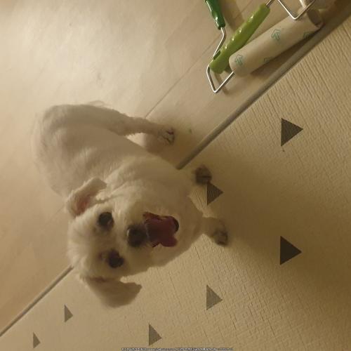 인천 부평 산곡동에서 찾은 아이 보호중입니다.