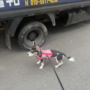 강아지를 급하게 찾습니다
