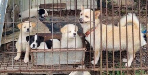 3개월된 강아지 두마리 분양합니다.