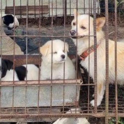 3개월된 강아지 두마리 분양합니다.