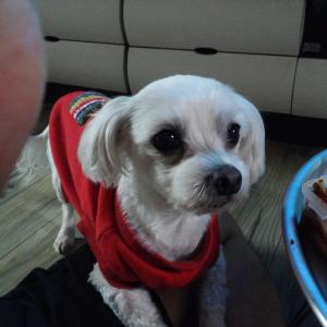 대구 대명동 말티즈 찾습니다 ㅠㅠ