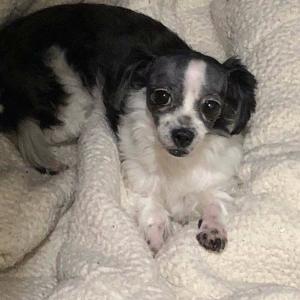 애타게 기다립니다.흰색 검정색 털을 가진 소형견