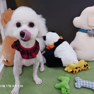 22년7월. 비숑프리제 무료분양 보냅니다