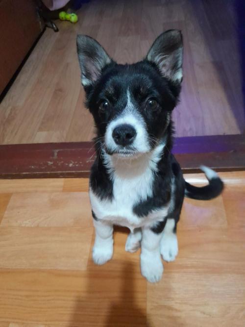 강아지 보호 중 입니다 (당진 석문면 백석수로 보더콜리종 애기발견)