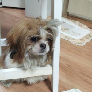 화곡동 시츄남아 보호중