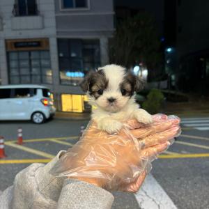 완벽 대칭 말티츄 책임분양 진행중