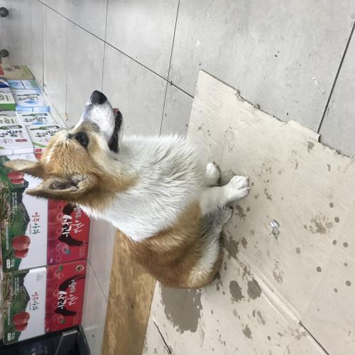 구로동 웰시코기 잃어버리신분 계시나요