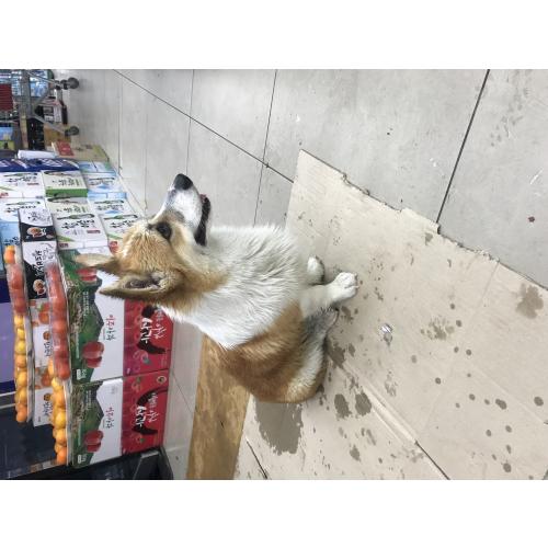 구로동 웰시코기 잃어버리신분 계시나요