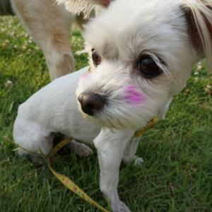 온수역동신아프트인근 볼터치된 말티찾아요