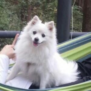 스피츠 여아 3살반 찾아요. 도와주세요