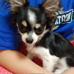 검은색 흰색 장모치와와 찾습니다 경기 하남 강동