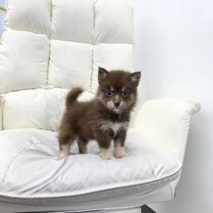 [ 50만원 ] 초코폼스키분양 공주님 가족을 기다려요