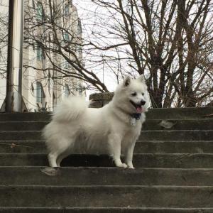 꽃님이를 찾아요 / 스피치/여아/흰색/1년/포천시 신북면 계류2리