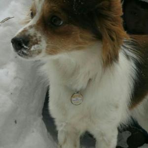 초롱이를 찾습니다