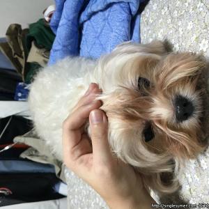 흰색 말티즈 믹스견 서울시 강북구 송중동 화계초