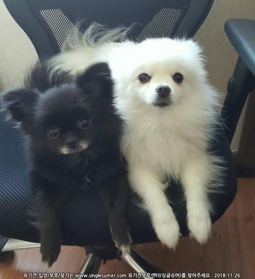 포메 분양합니다