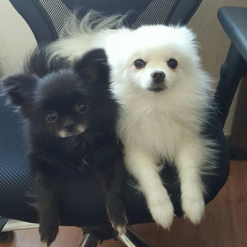 포메 분양합니다