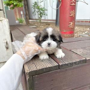 조용하고 애교 넘치는 말티츄분양 보내요