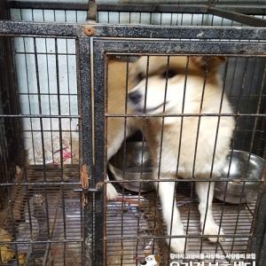 천안유기동물보호소에 있는 진도믹스 여아 새가족 찿습니다~