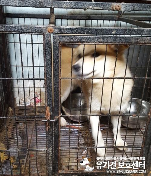 천안유기동물보호소에 있는 진도믹스 여아 새가족 찿습니다~