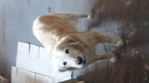 운정역 골든리트리버(암컷) 보호중