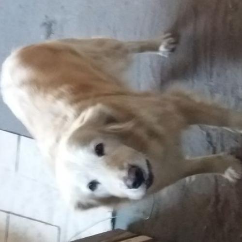 운정역 골든리트리버(암컷) 보호중