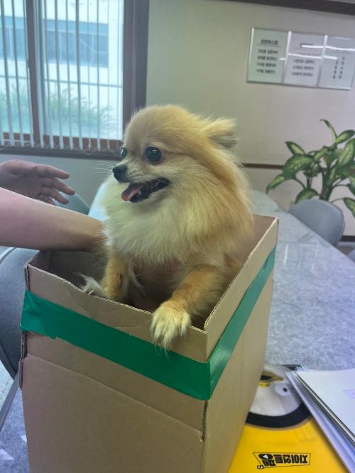 강아지주인을 찾습니다