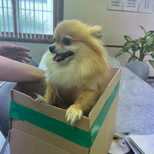 강아지주인을 찾습니다