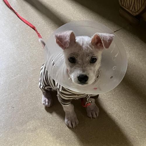 3개월 새끼강아지 분양 합니다.