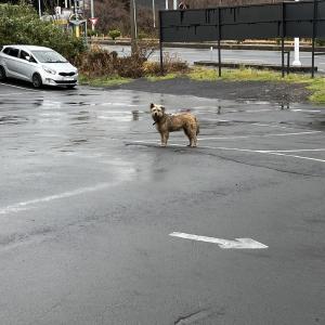 서귀포시 표선면 목장카페 드르쿰다에서 강아지 주인 찾습니다