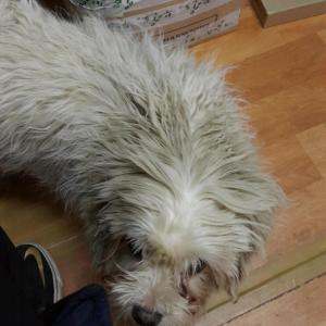 멍이를 찾습니다