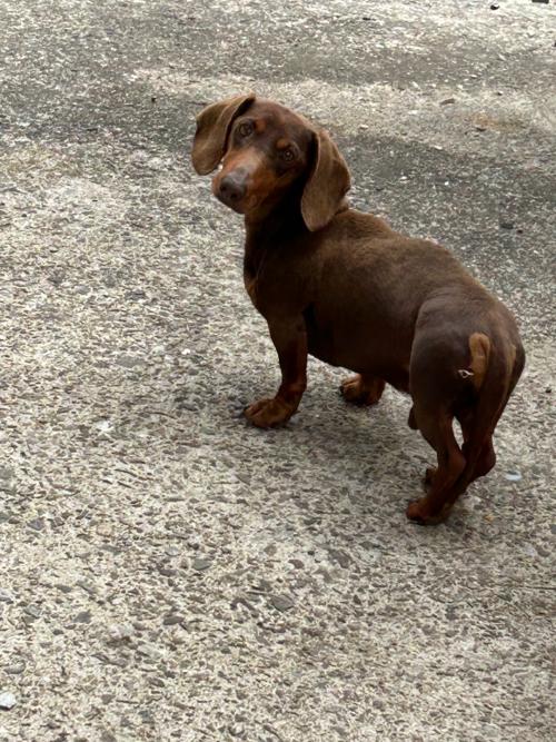 개 주인 찾습니다. (닥스훈트 갈색)