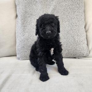 스탠다드푸들분양 블랙 모색 푸들분양
