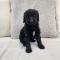 스탠다드푸들분양 블랙 모색 푸들분양
