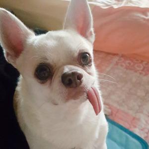 치와와 믹스 찾습니다