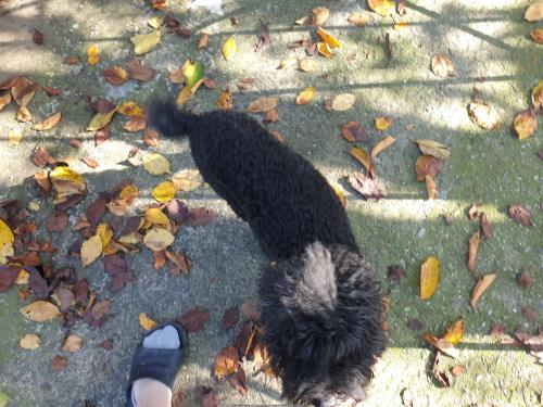 아신시 음봉 검정푸들 견주분 찾습니다