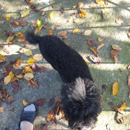 아신시 음봉 검정푸들 견주분 찾습니다