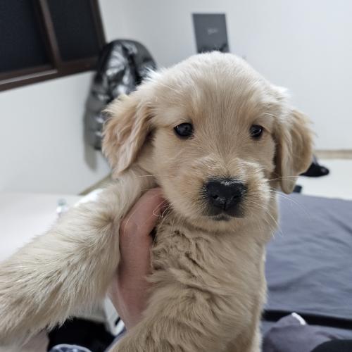 리트리버 새끼들 분양합니다