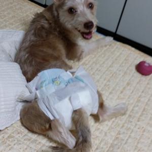 중랑구 면목동 강아지를찾습니다..