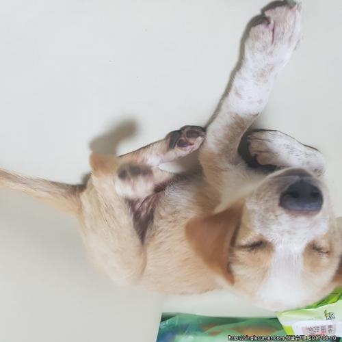 유기견 분양해요 너무너무 순하고 3개월 밖에 되지않은 믹스견이에요